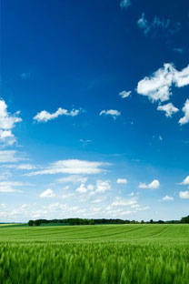 蓝天白云下的绿野